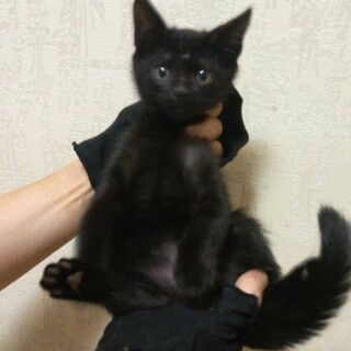 黒猫男の子　里親さん決定!!