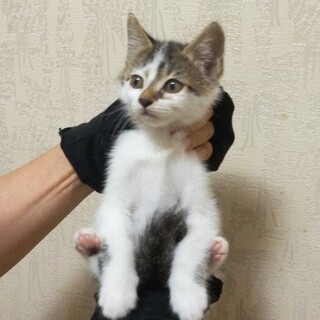 白キジ男の子　里親募集終了!!