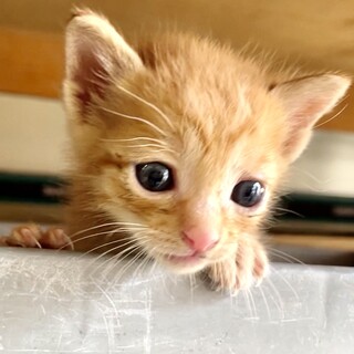 ☆☆茶トラおちびちゃん☆*°