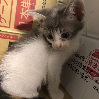 子猫の里親を募集しています。