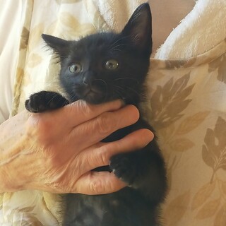 10/23㈯逆瀬川　譲渡会参加　トコちゃん