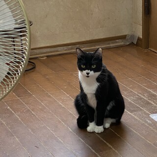 黒白のエイズキャリアの女の子に愛の手を