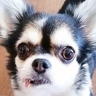 チワワ（犬）の里親募集情報 :: ペットのおうち【月間利用者150万人！】