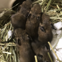デグー(アグーチ)　9月上旬生まれ　6匹