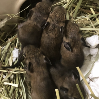 デグー(アグーチ)　9月上旬生まれ　6匹
