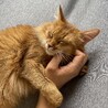 キキ＆メイ【保護猫】
