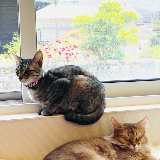 キキ＆メイ【保護猫】のカバー写真