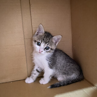 ずっとのおうちを探しています。