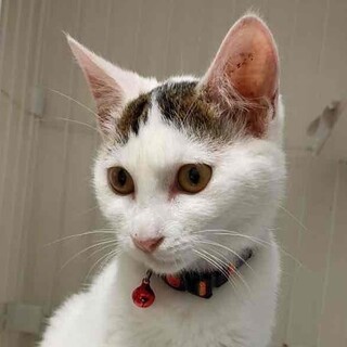 大人しく人慣れバツグン⭐️白キジ女子すず