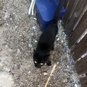 庭に迷い込んできた黒猫の男の子 * トライヤル予定