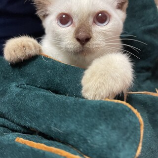 トンキニーズかな？