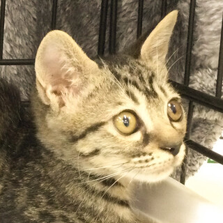 募集停止❤️キジトラ女子のな