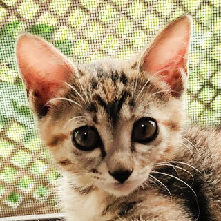 食べるの大好きマイペース❤️キジトラ女子茜音