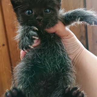 ブラックスモークのおチビちゃん♪