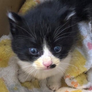 半長毛のハチワレちゃん♪