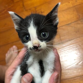 人懐っこいハチワレの男の子