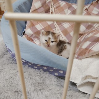 子猫が排水溝にいました