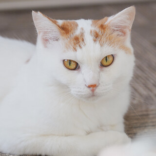 豊川市の猫の里親募集情報まとめ ペットのおうち 月間利用者150万人