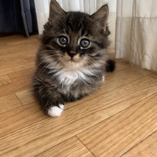 素敵な里親さんに出会えました☆レオくん