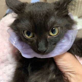 ふわふわ長毛　魅惑の女の子♡まろん