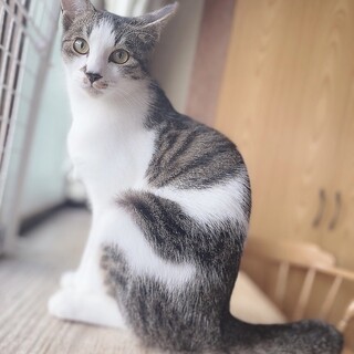 終生飼える方求む
