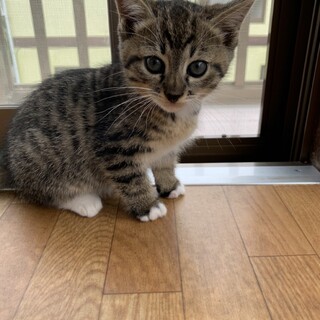 白血病陰転！里親さんが見つかりました☆てって