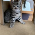 素敵な里親さんが見つかりました☆ちゃぁちゃん
