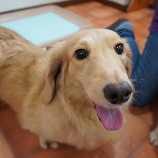 ぽっちゃり通り越したぽちゃっこ