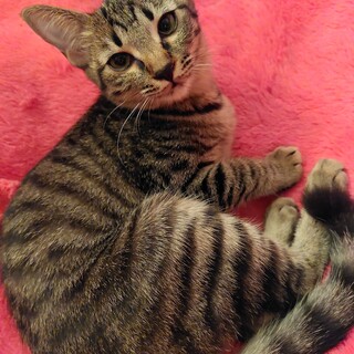 可愛いキジトラちゃん