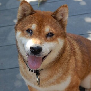 朗らかな柴おじさん推定8-10歳【ゴマ】