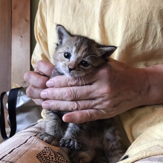 雑種メス子猫２ヶ月