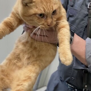 引き出されました！飼猫だった茶トラ君。