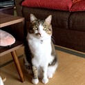４歳の大きな雑種の男の子です。
