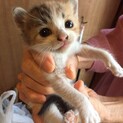 久留米／三毛　仔猫