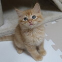 2匹飼いさん限定募集します。モコモコ長毛兄弟
