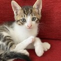 里親様を募集しています。