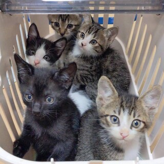 可愛い仔猫　エム君ピイ君