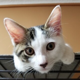 よく食べるBIGな甘えん坊♪