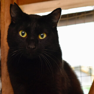 ゴージャスな黒猫のクロリン