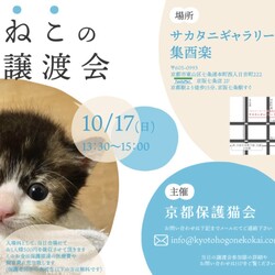 京都　ねこの譲渡会