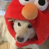 まりもとたまごとつみれ
