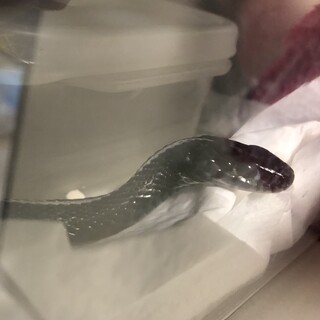 プレインズガータースネーク