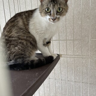 美人さんなキジ白、エマちゃん