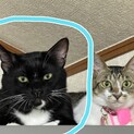 大きくてカッコいい！アスワドくん
