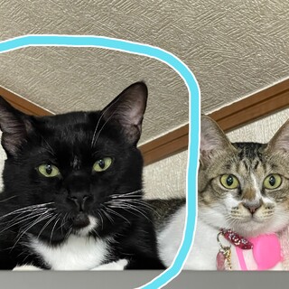 大きくてカッコいい！アスワドくん