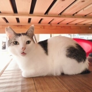 8歳半　白キジ猫　人が大好き　まめ君