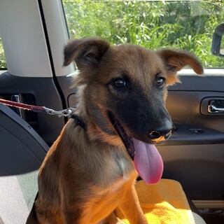 保護犬を迎えませんか？♂