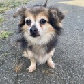 ミックス犬　1２歳男の子　トップ君