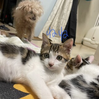 3兄妹の１匹ねね君です。