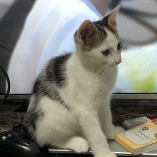 3兄妹の１匹なな君です。